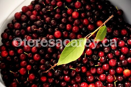 Berries 1 (Choke Cherries)