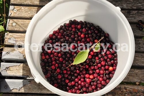 Berries 2 (Choke Cherries)