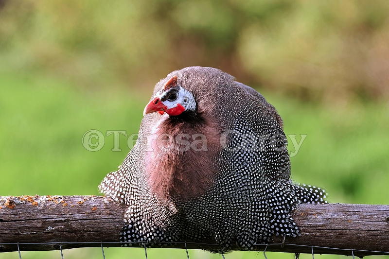 Guinea Hen on Fence, Wearing Its Feathers Well