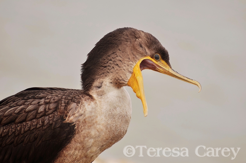Female Cormorant, Close-up 2