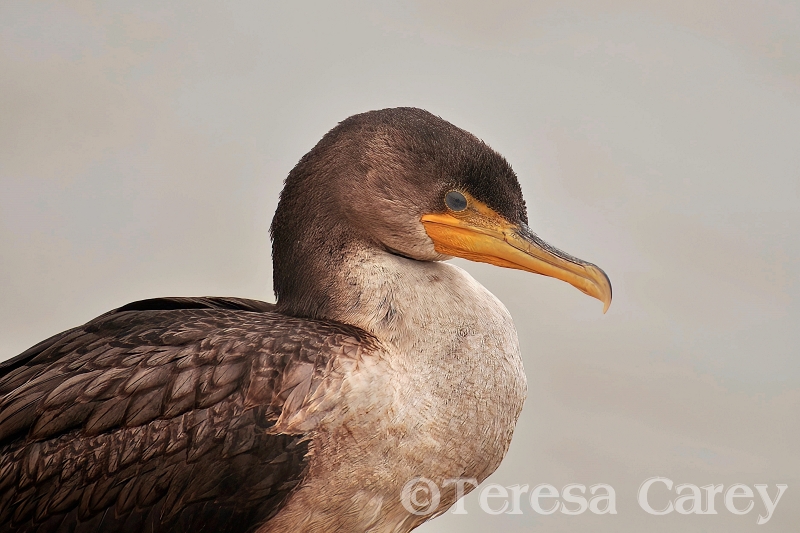 Female Cormorant, Close-up 3