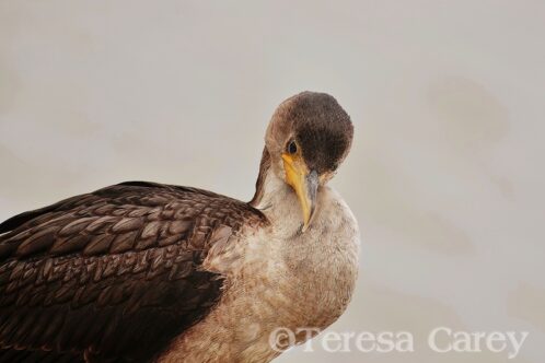 Cormorant 3