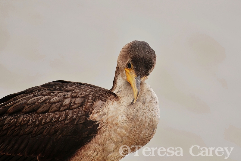 Female Cormorant, Close-up 1