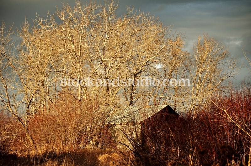 Backyard House in Trees