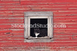 Barn Window-Wiskers