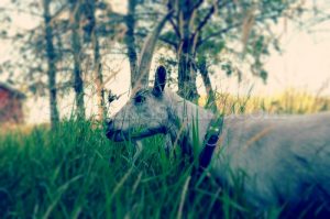 Cool Goat